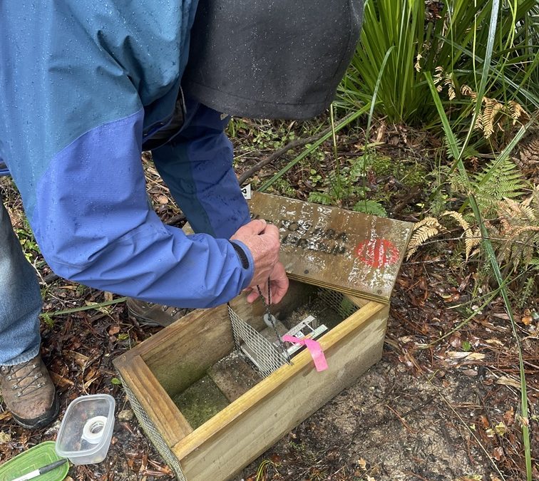 Small Traps, Big Impact: Protecting Our Kawatiri Kiwi